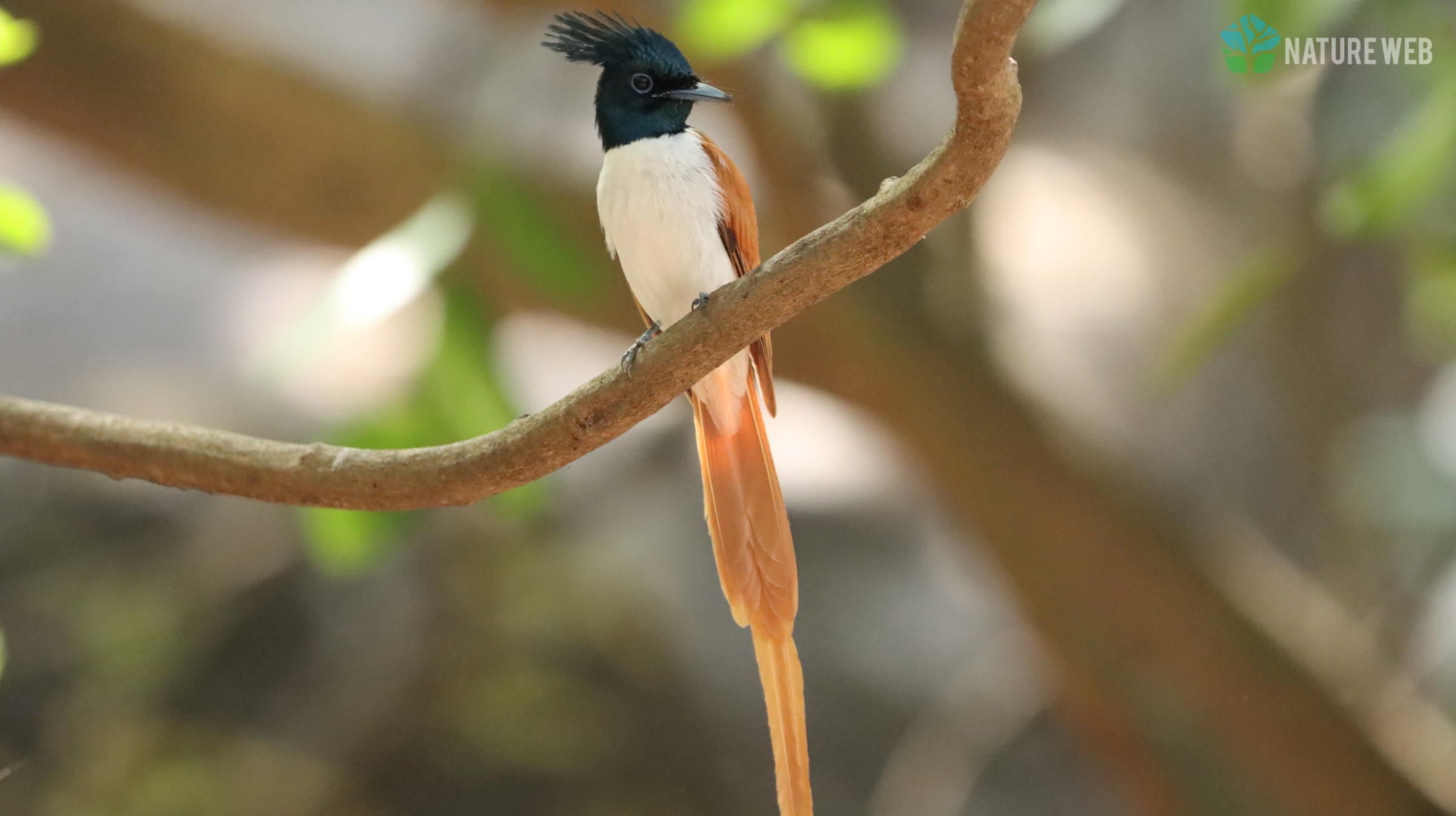 Asian Paradise Flycatcher